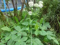 SAM_2270.webp