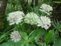 SAM_2272.webp