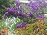 SAM_2268.webp