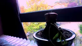 Bonsai1.webp