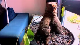 Bonsai2.webp