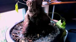 Bonsai3.webp