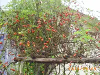 oktob06 011.webp