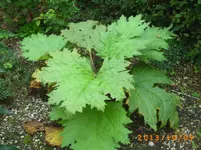 oktob06 014.webp