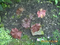 oktob06 032.webp