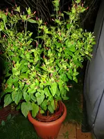 Wunderblume8.webp