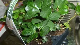 P1100240.webp