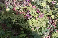 IMAG0429.webp