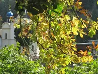 113.webp