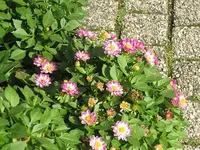 087.webp