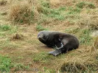 Seals v.webp