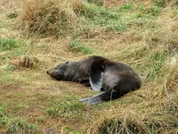 Seals v (3).webp