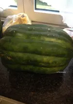 kürbis.webp