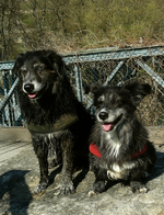 billy und dina april11.webp