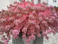 SAM_1702.webp