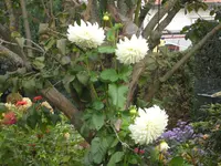 SAM_1700.webp