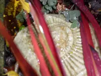 SAM_2279.webp