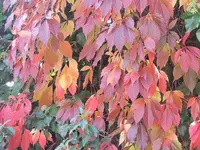074.webp