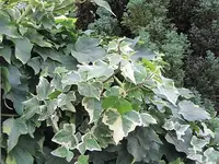 017.webp