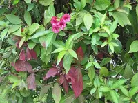 040.webp