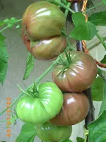 oktob06 044.webp