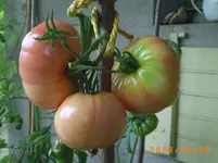 oktob06 043.webp