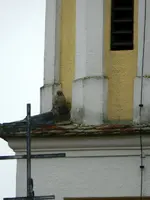 Turmfalke_0002.webp