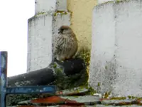 Turmfalke_0003.webp