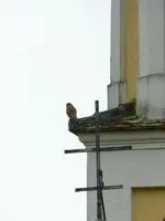 Turmfalke_0004.webp