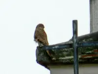 Turmfalke_0007.webp