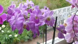P1100189.webp