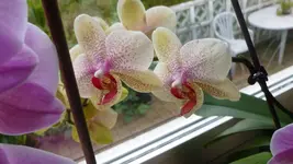 P1100191.webp