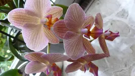 P1100200.webp
