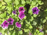 008.webp