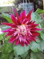 image.webp