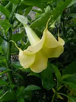 Engelstrompete_0026.webp
