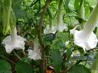 Engelstrompete_0011.webp