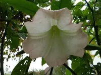 Engelstrompete_0019.webp