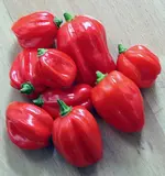 chili_ernte.webp