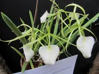 Brasavolla nodosa.webp