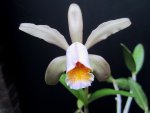 Cattleya forbesii.JPG