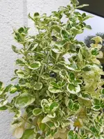 DSCN3705.webp