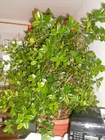 DSCN3713.webp