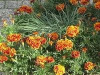 013.webp