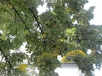 033.webp