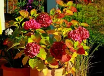 morbider Herbstcharme auf der Terrasse_1024.webp
