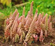 winterharte Orostachys Chinesische Narrenkappe_1024.webp