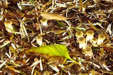 _Pilz II.webp