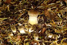 _Pilz III.webp