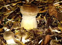 _Pilz IV.webp